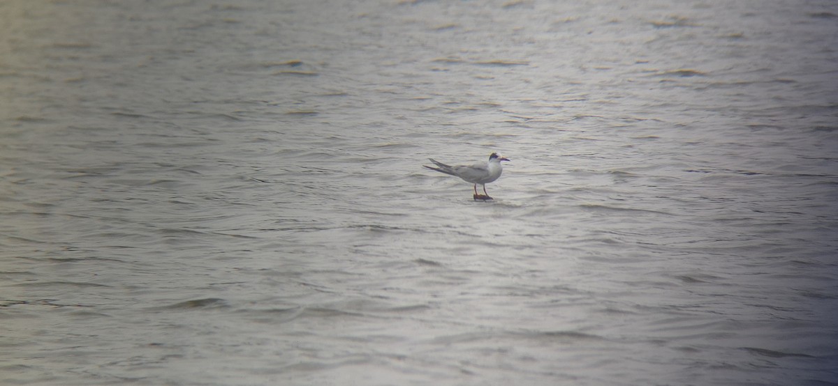 Forster's Tern - ML636900907