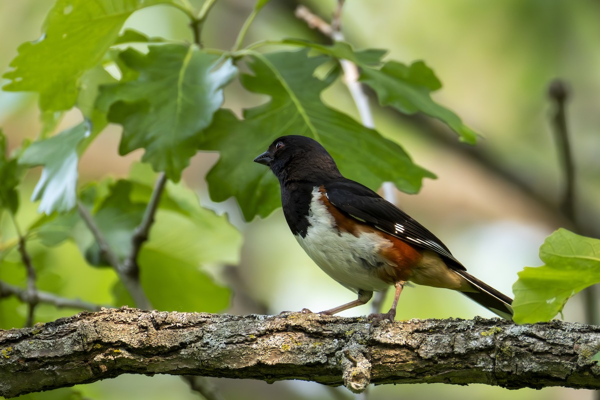 Eastern Towhee - ML636900964