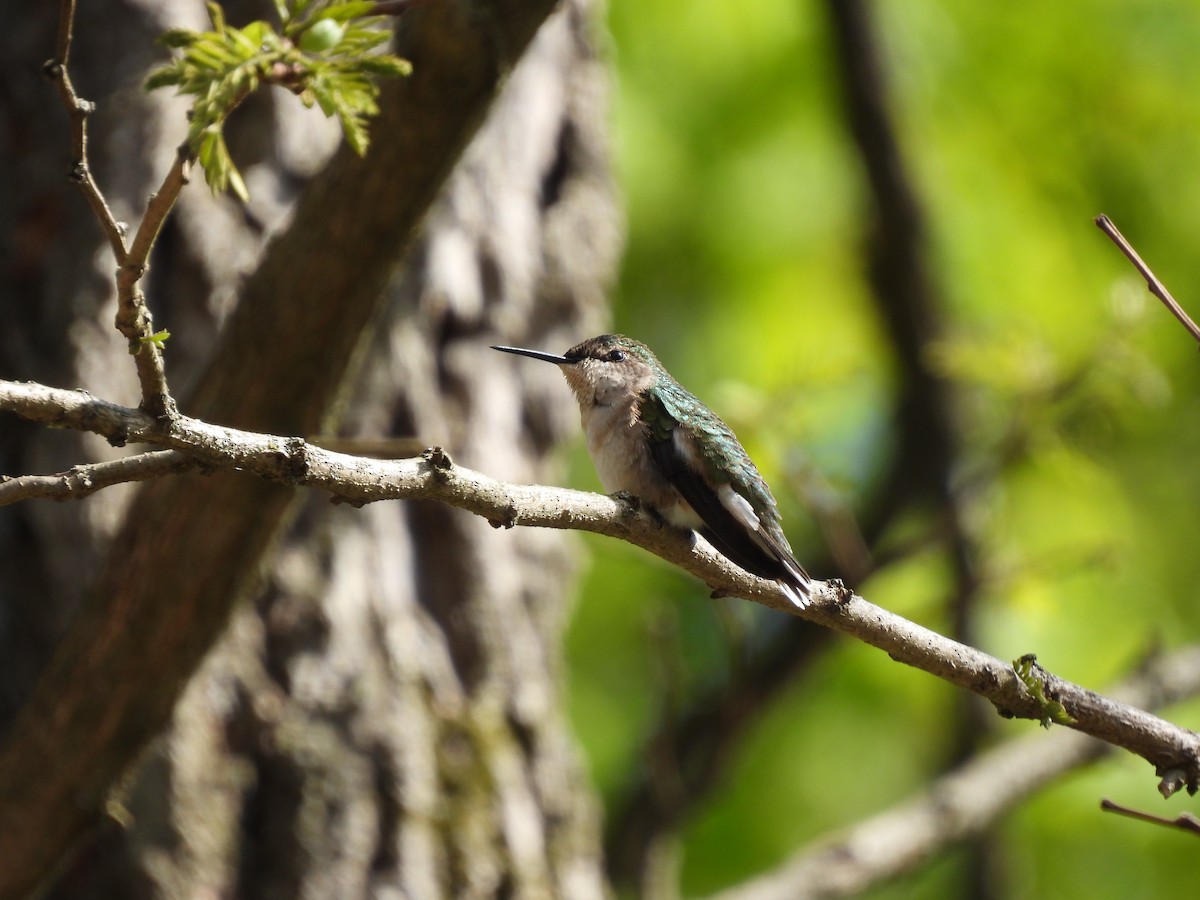 Ruby-throated Hummingbird - ML636900966