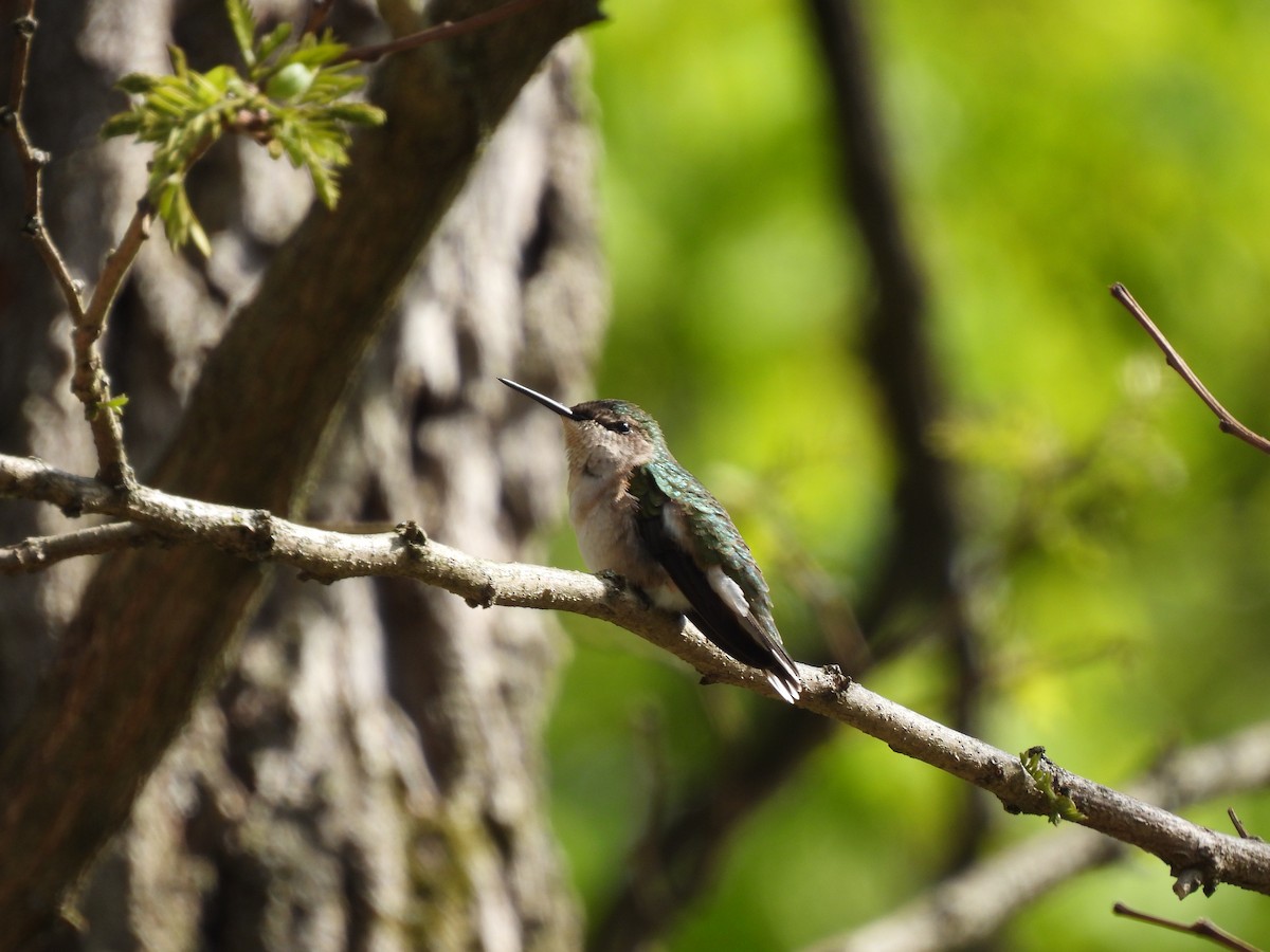 Ruby-throated Hummingbird - ML636900967