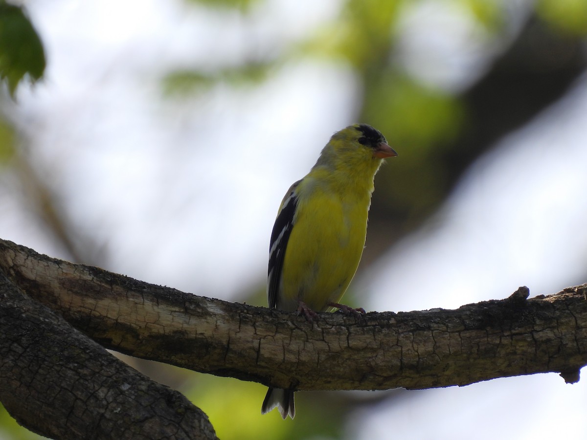 American Goldfinch - ML636900975