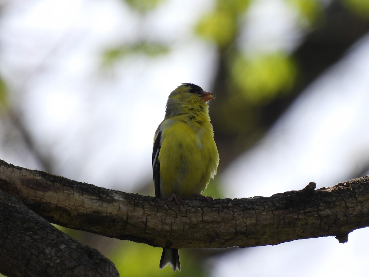 American Goldfinch - ML636900976