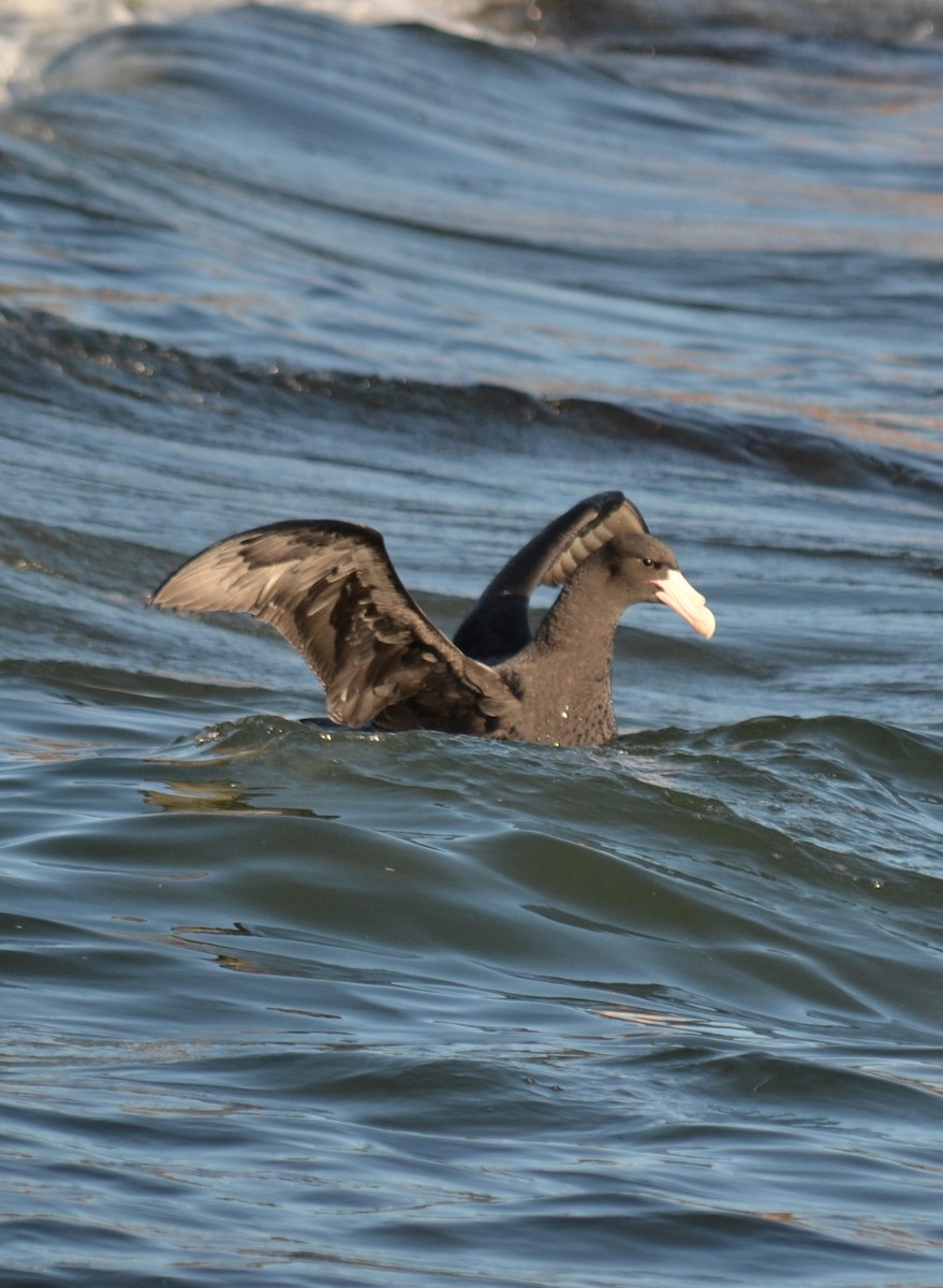 buřňák obrovský/Hallův - ML636901002