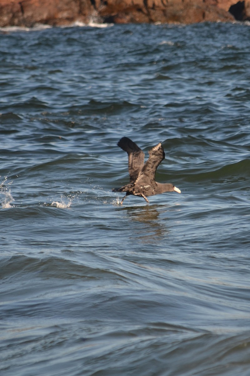 buřňák obrovský/Hallův - ML636901003