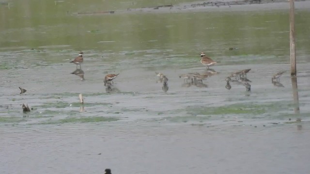 Calidris sp. (peep sp.) - ML636901069