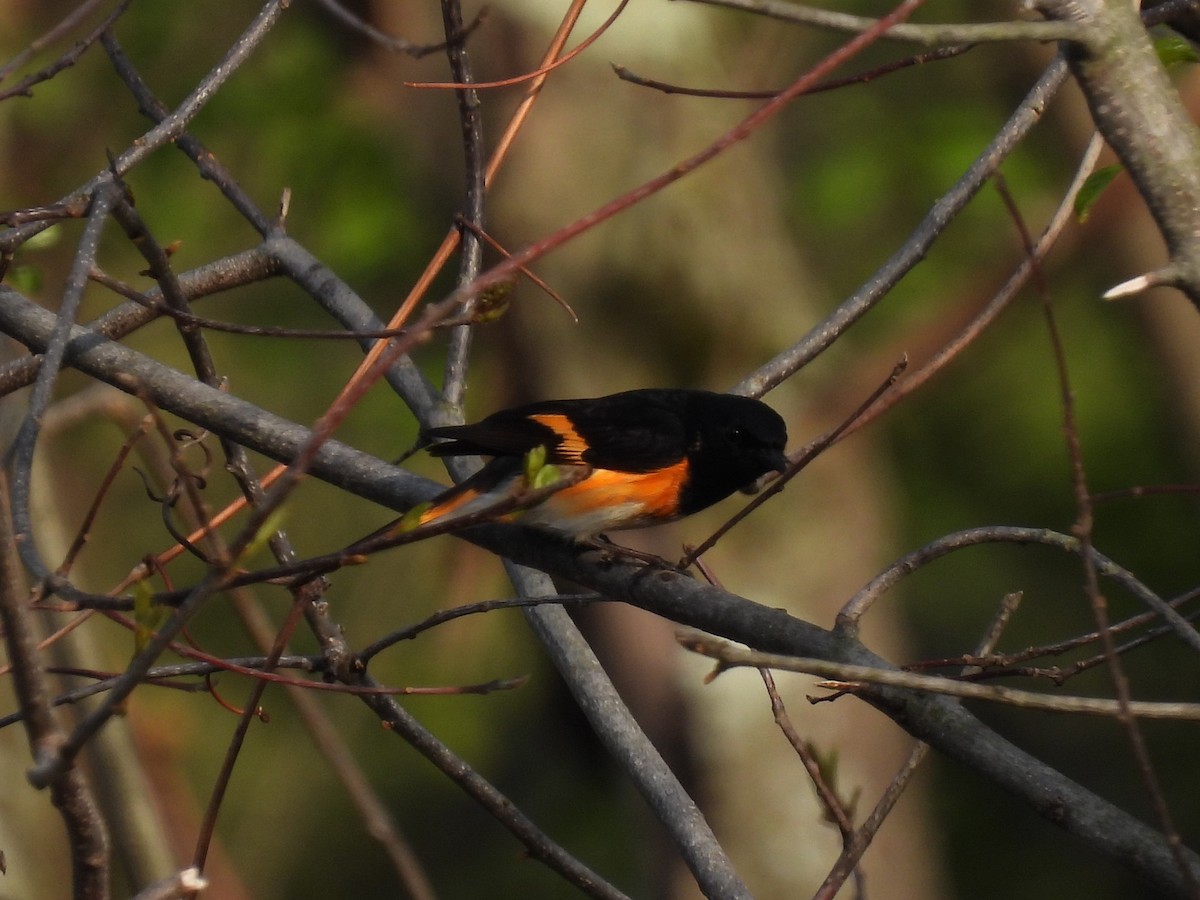 American Redstart - ML636901109