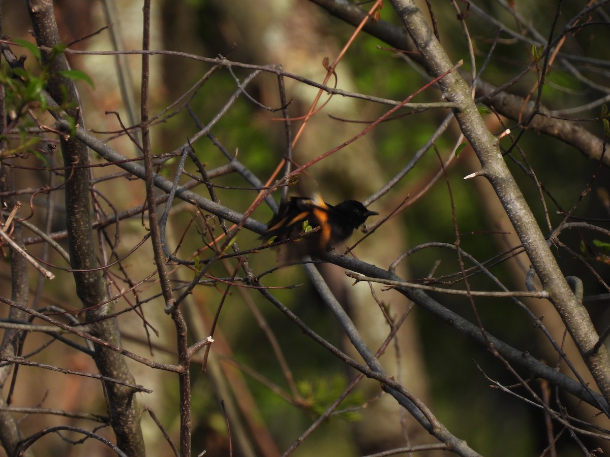 American Redstart - ML636901113