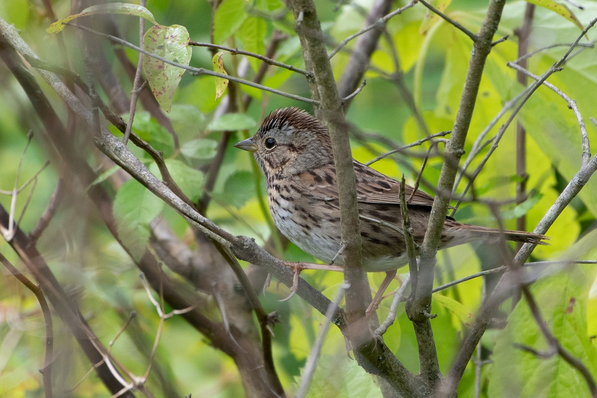 Lincoln's Sparrow - ML636901197