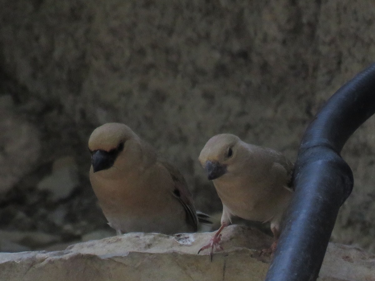 Desert Finch - ML636901227