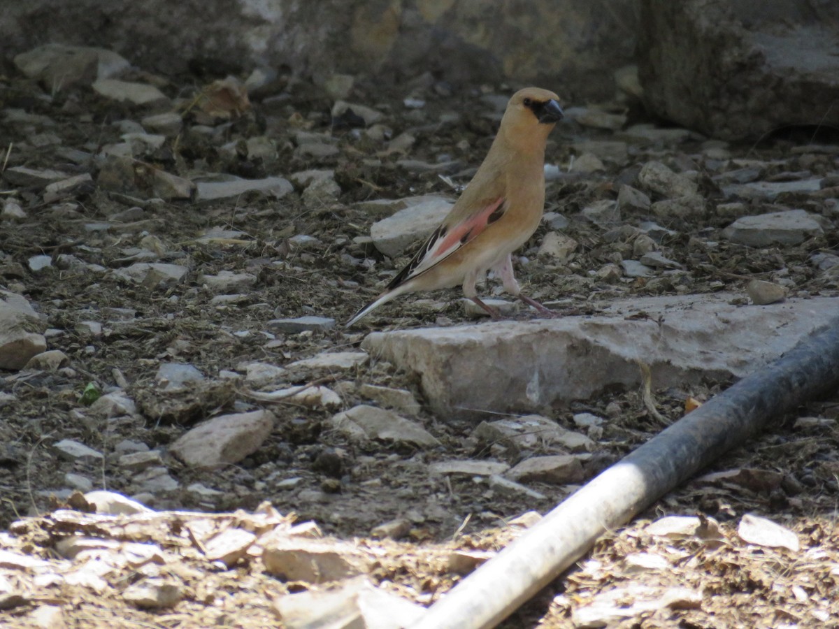 Desert Finch - ML636901247