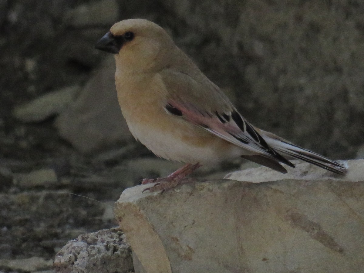 Desert Finch - ML636901248