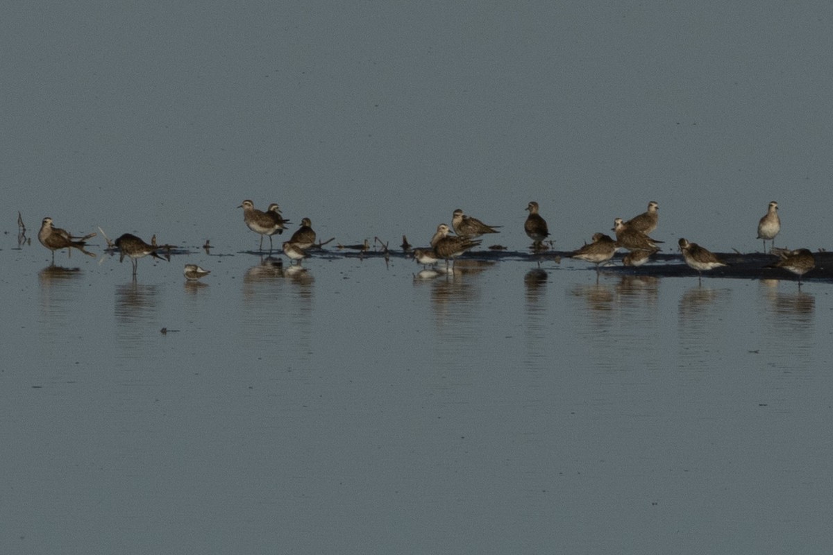 Urre-txirri amerikarra - ML636901300