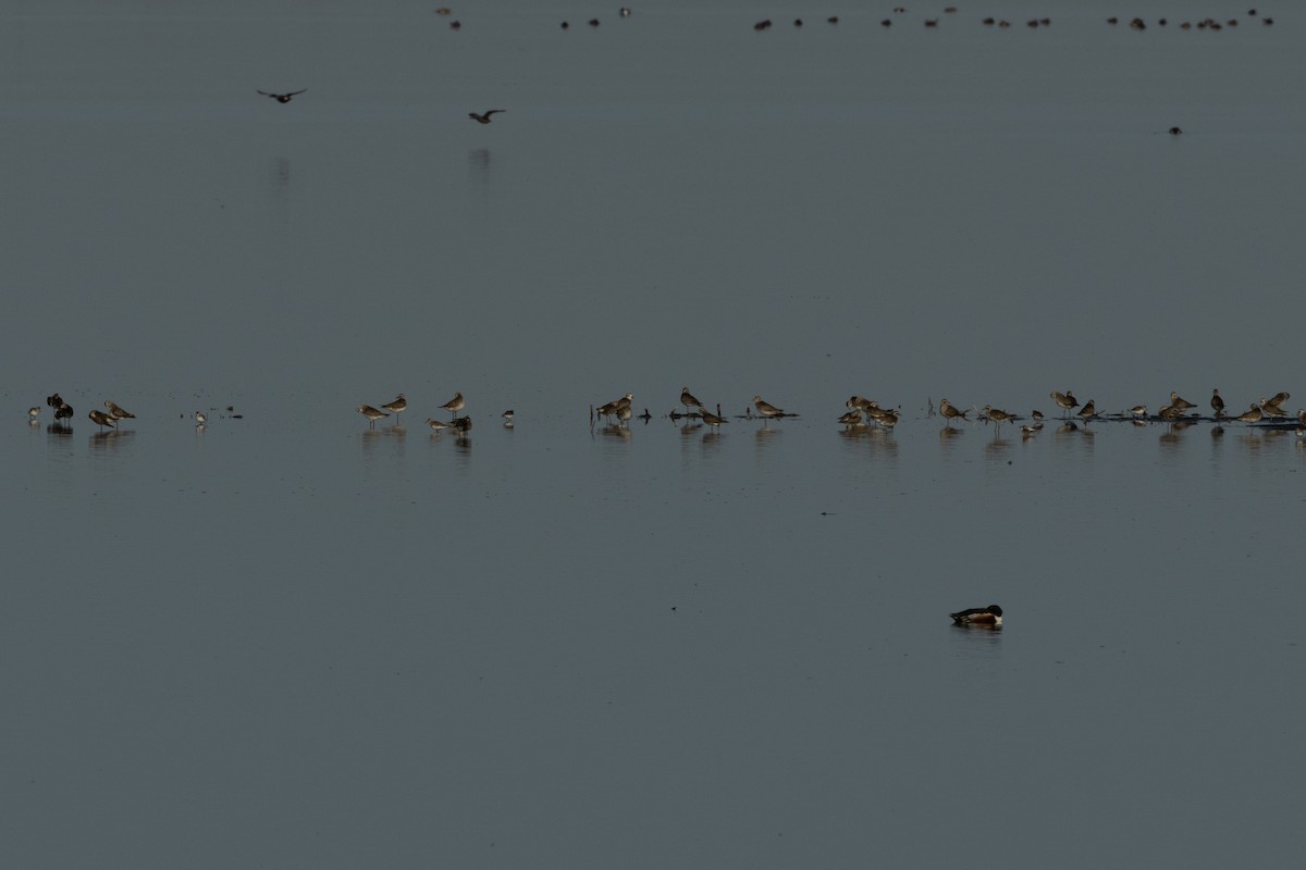 Urre-txirri amerikarra - ML636901302