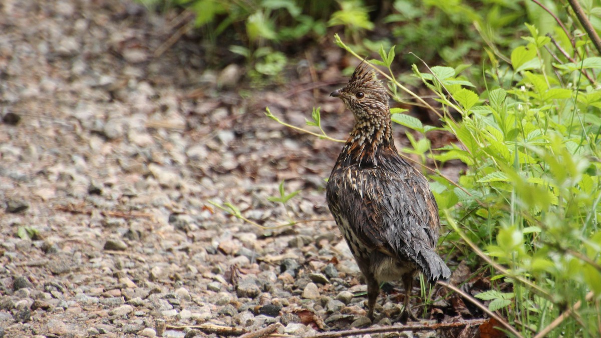 Ruffed Grouse - ML636901516
