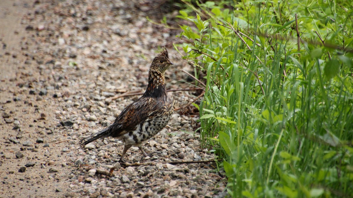 Ruffed Grouse - ML636901518