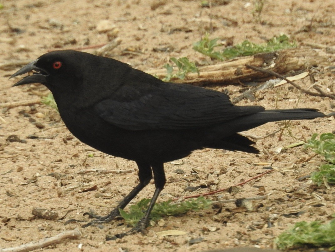 Bronzed Cowbird - ML636901560