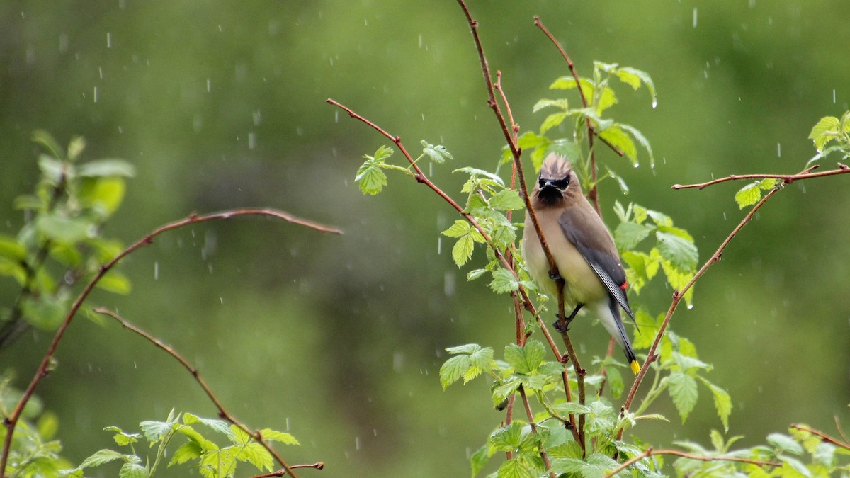 Cedar Waxwing - ML636901574