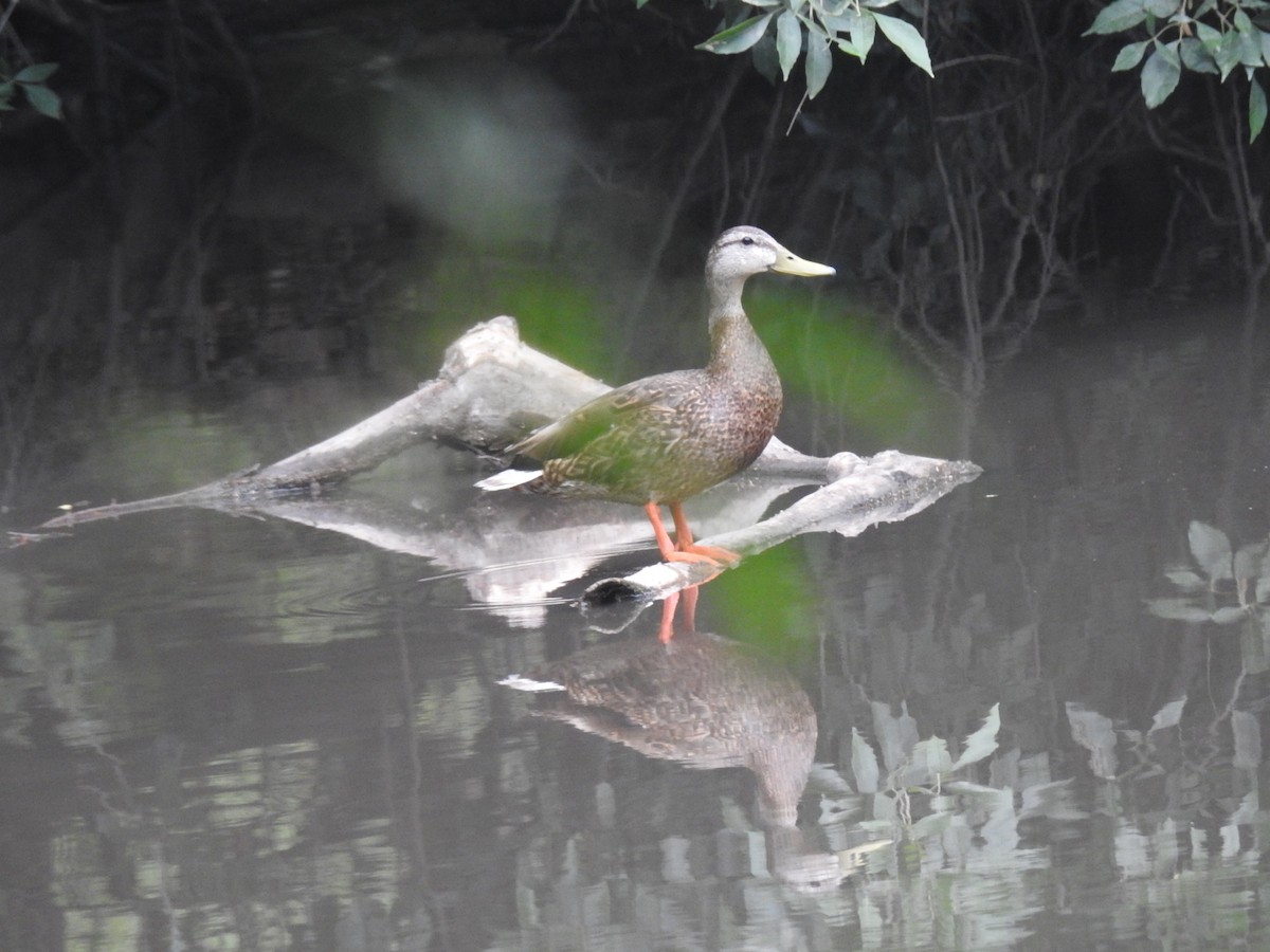 Mallard - ML636901606