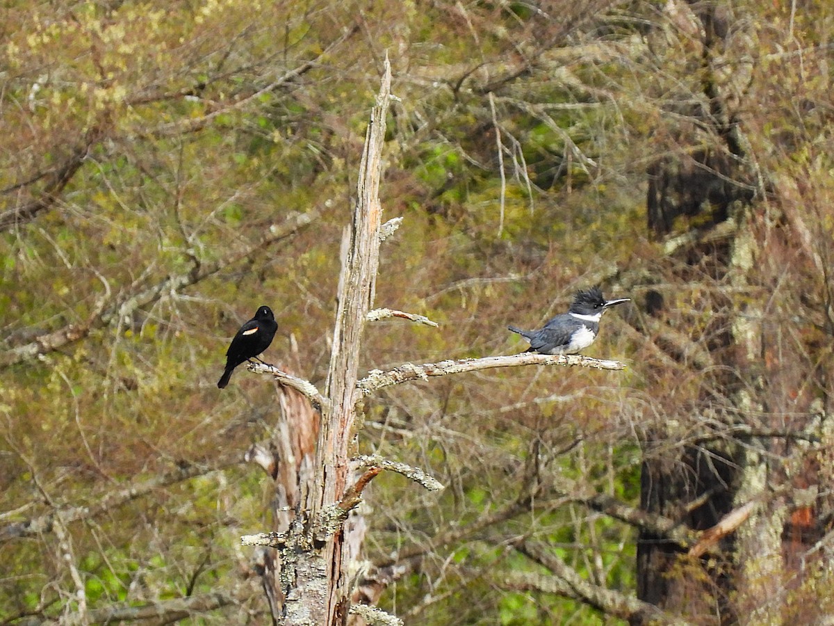 Belted Kingfisher - ML636901624