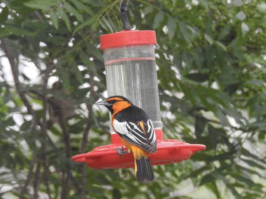 Bullock's Oriole - ML636901645