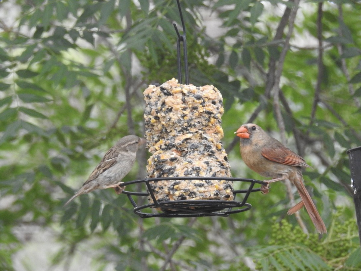 Northern Cardinal - ML636901659