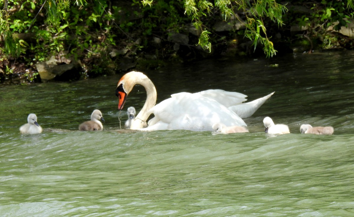 Mute Swan - ML636901665
