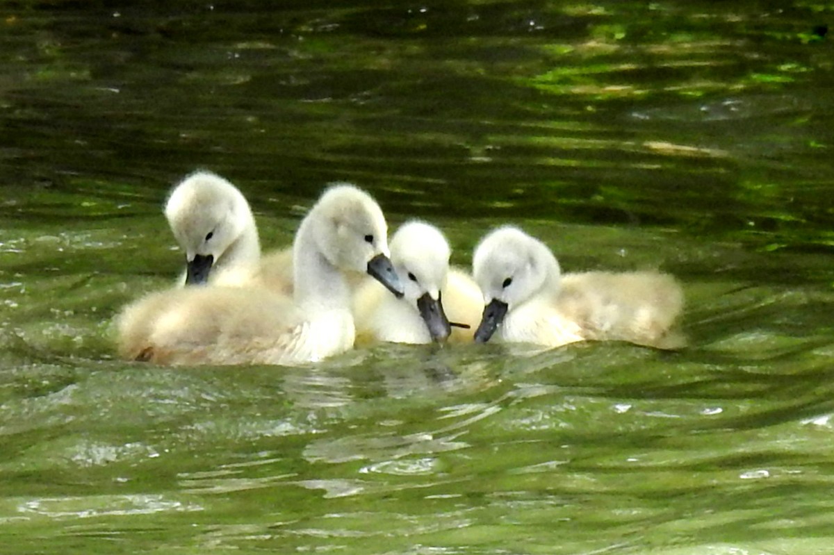 Mute Swan - ML636901674