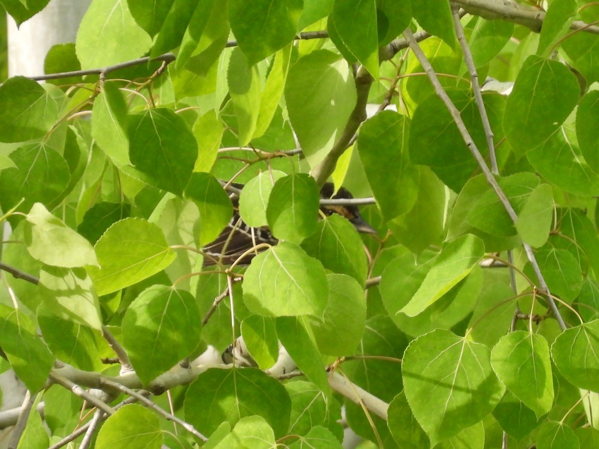 Red-winged Blackbird - ML636901715