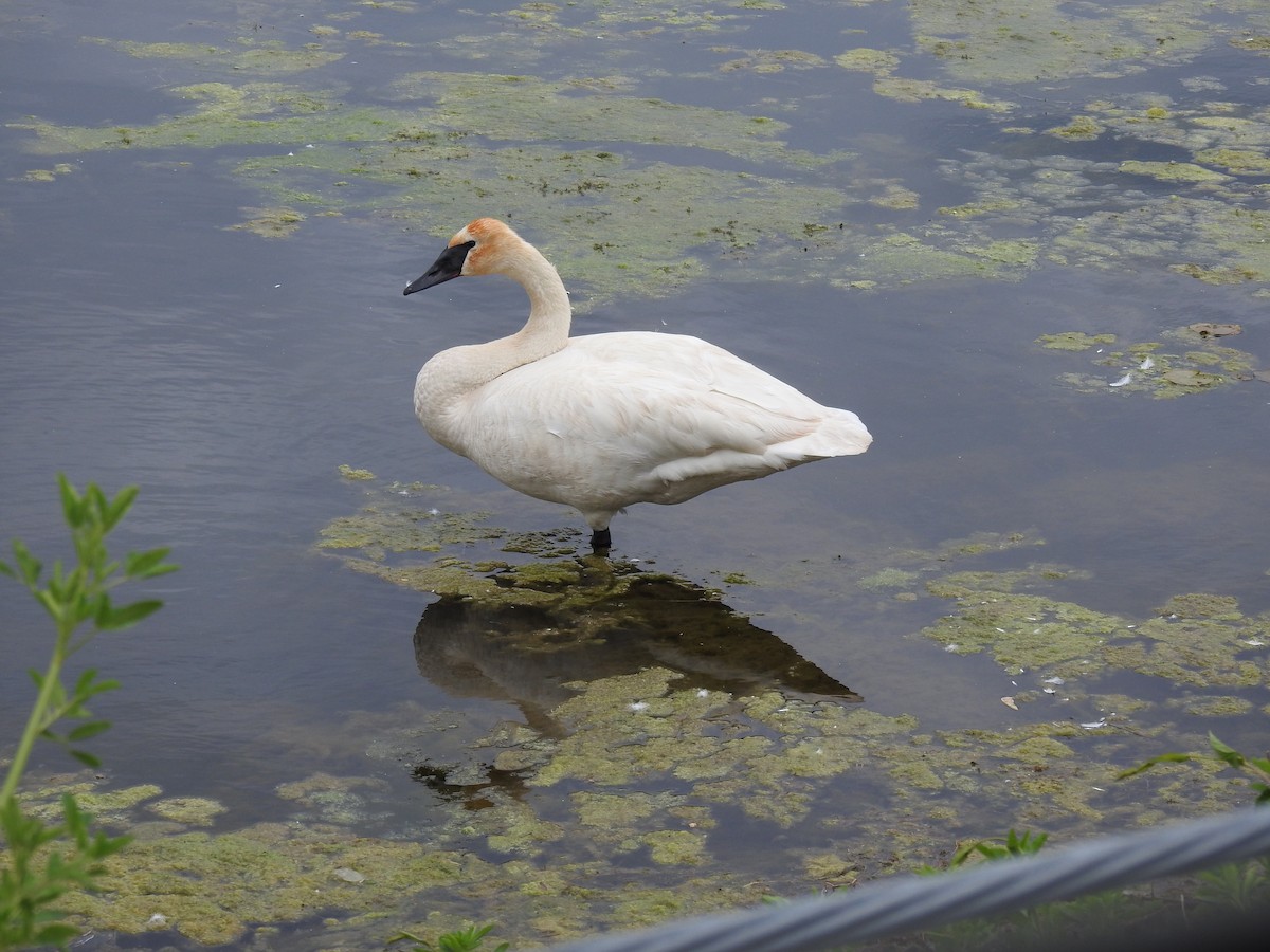 Trumpeter Swan - ML636901752