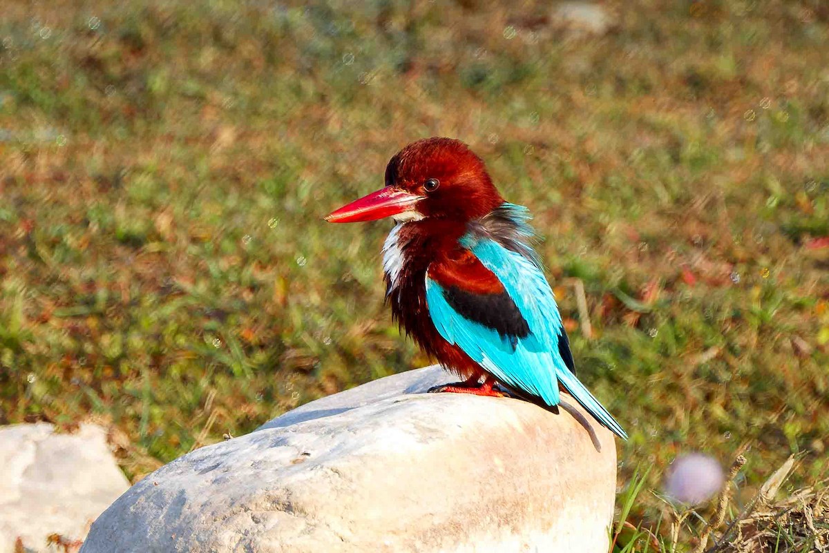 White-throated Kingfisher - ML636901768