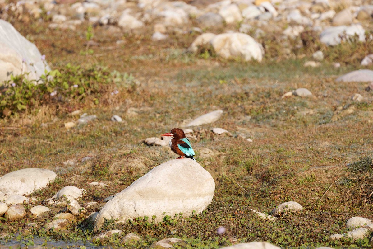 White-throated Kingfisher - ML636901773