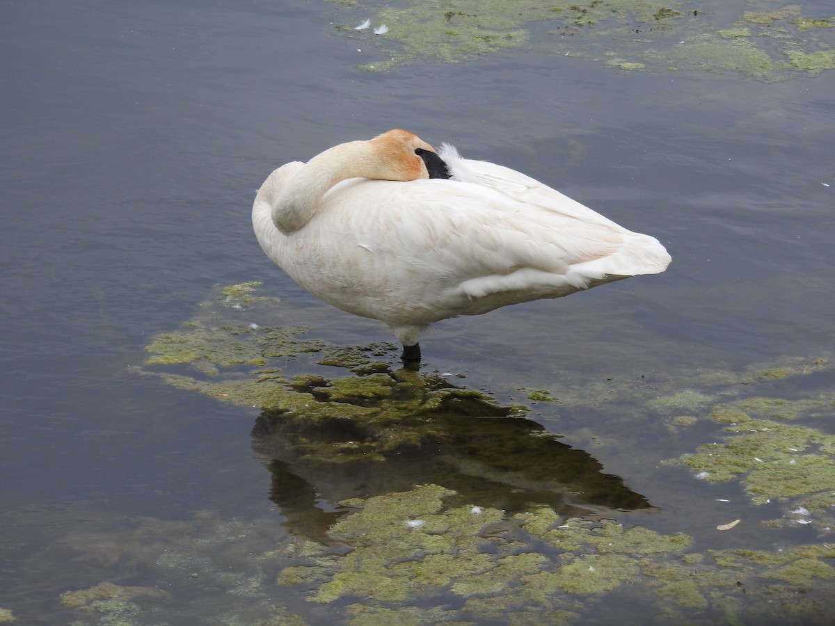 Trumpeter Swan - ML636901868