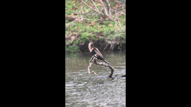Anhinga - ML636901916