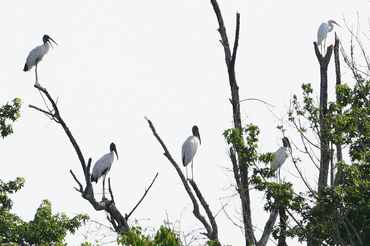 Wood Stork - ML636902031
