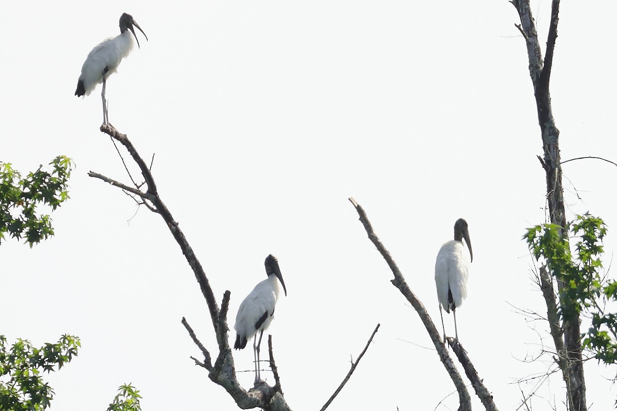 Wood Stork - ML636902033