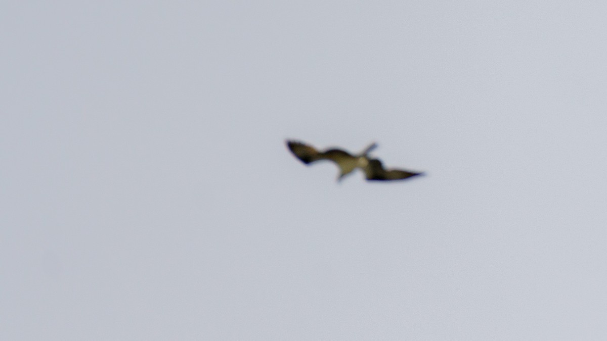 Osprey - ML636902117