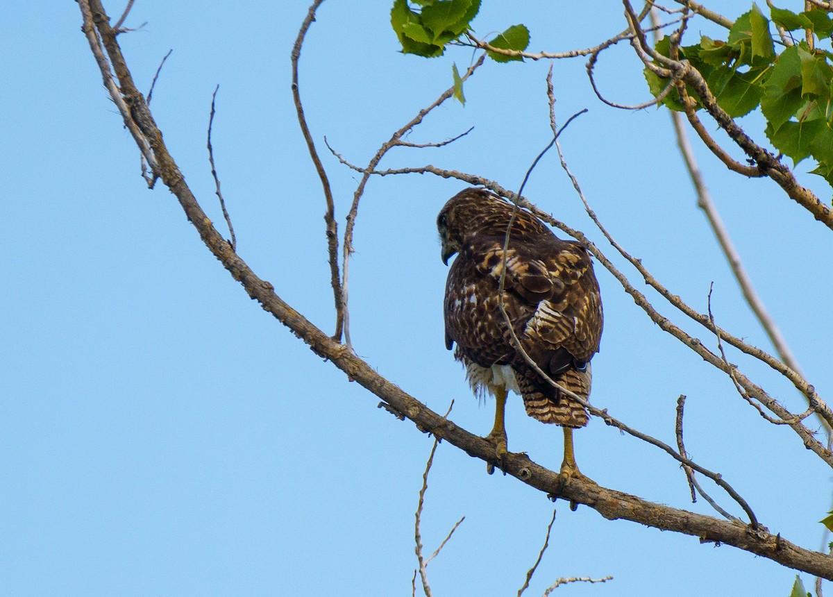 Red-tailed Hawk - ML636902137