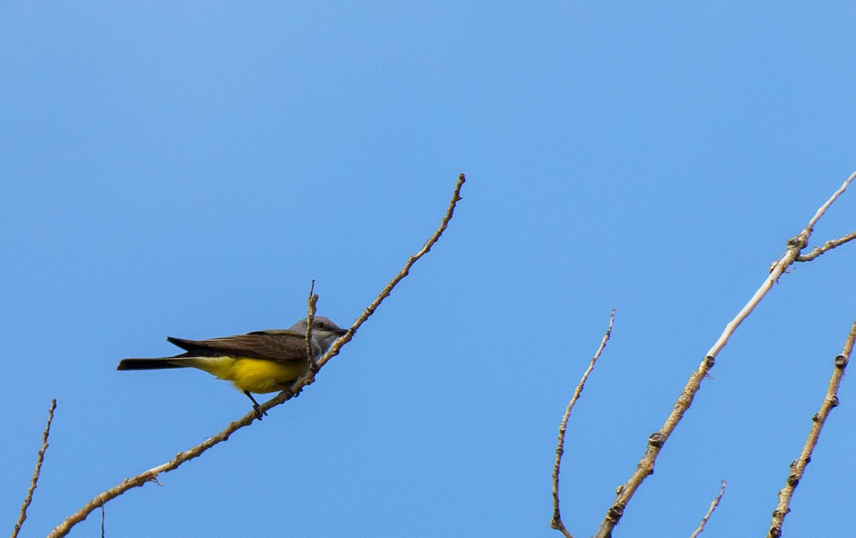 Western Kingbird - ML636902149