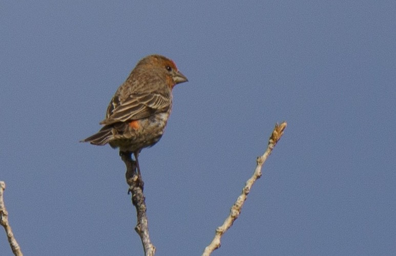 House Finch - ML636902174