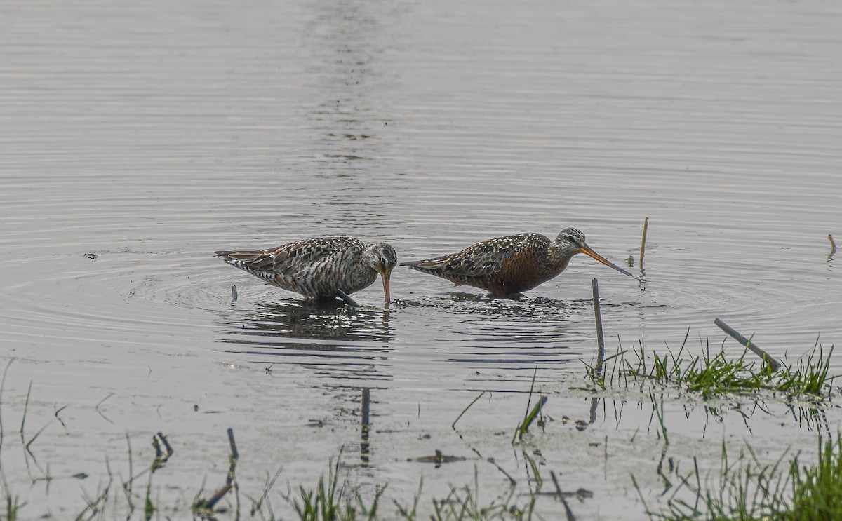 Hudsonian Godwit - ML636902246