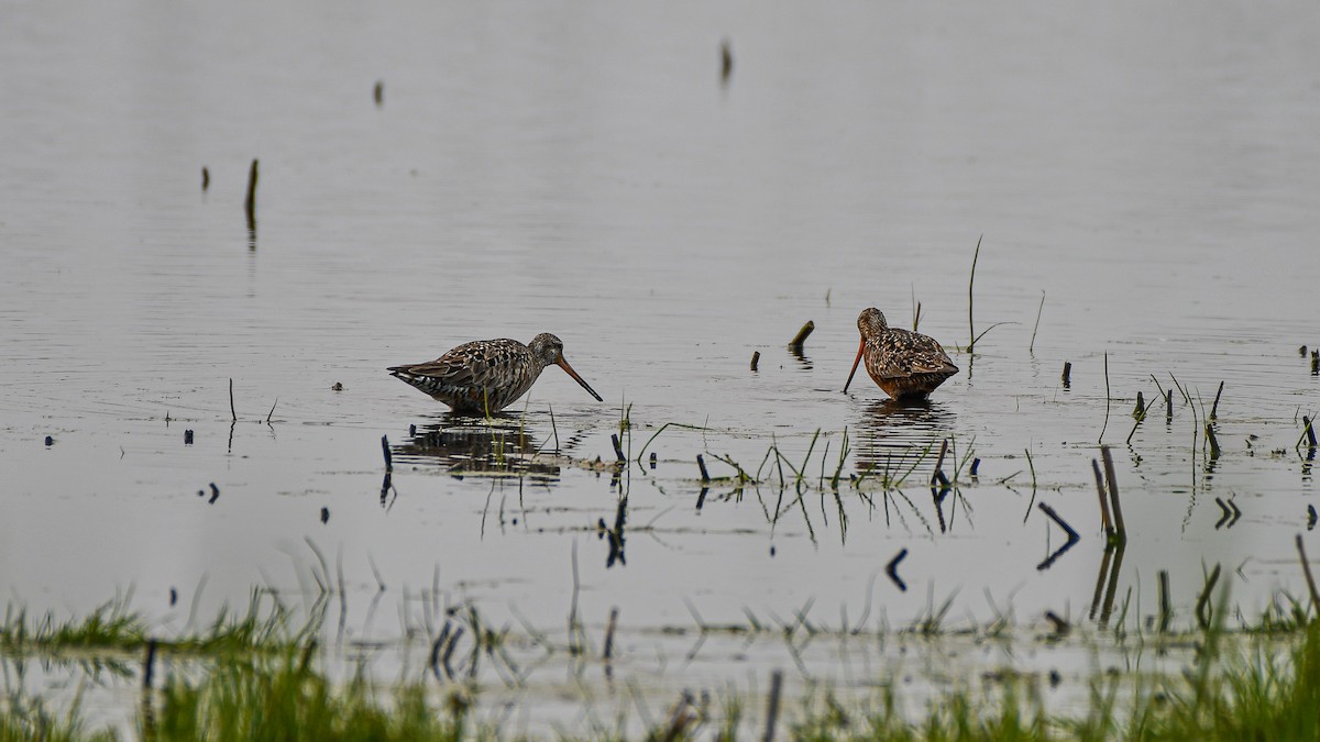 Hudsonian Godwit - ML636902247