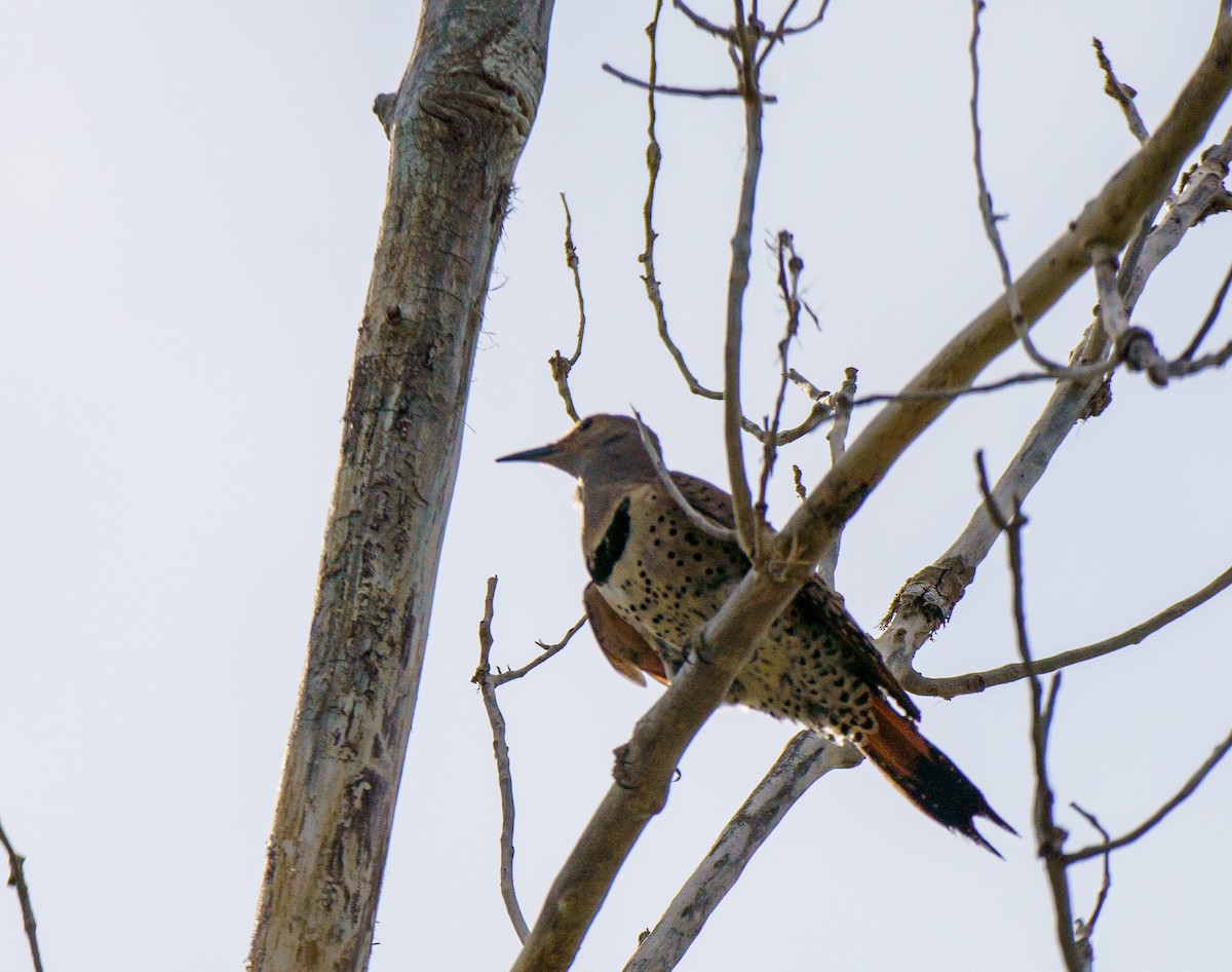 Northern Flicker - ML636902250
