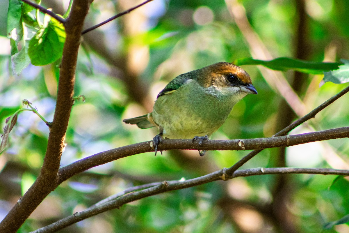Black-backed Tanager - ML636902255