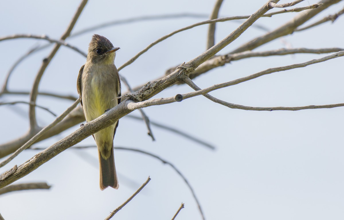 Western Wood-Pewee - ML636902258