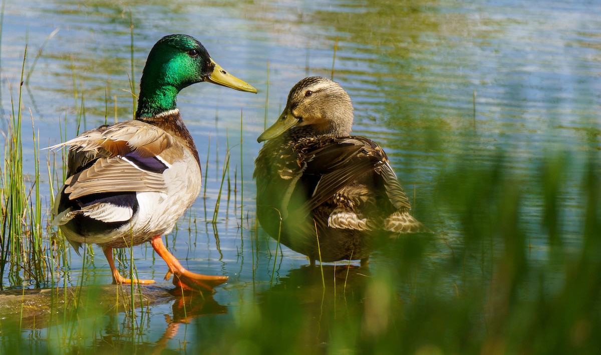 Mallard - ML636902298