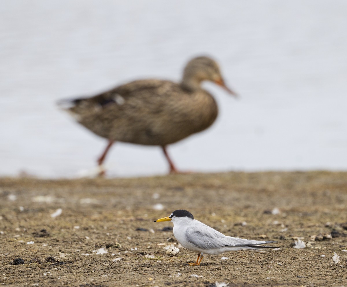 Least Tern - ML636902303