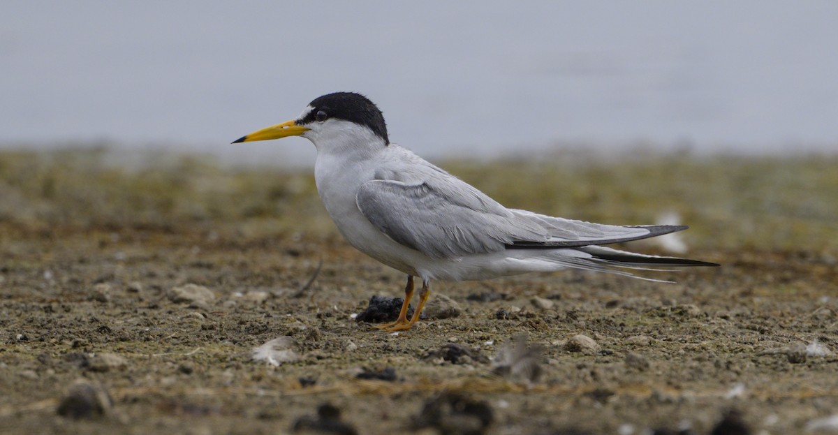 Least Tern - ML636902304