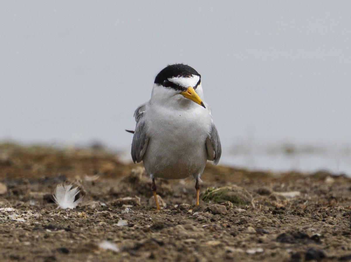 Least Tern - ML636902305