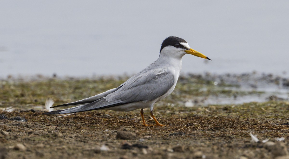 Least Tern - ML636902306