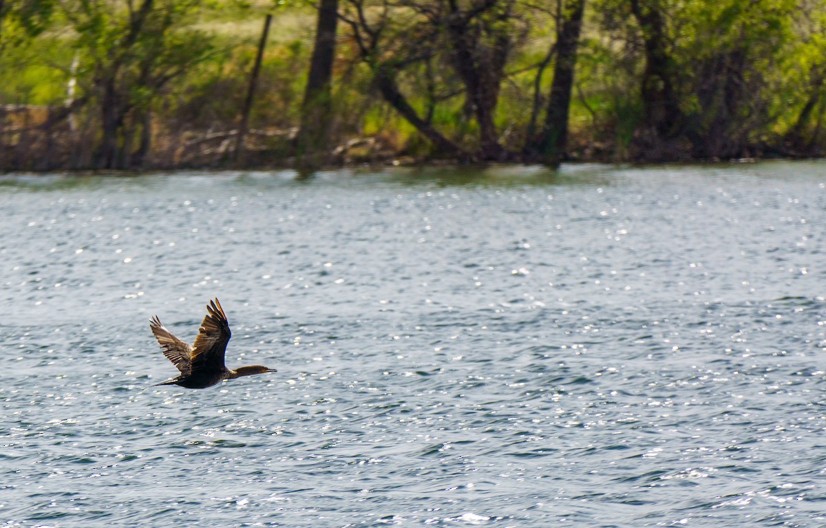 Double-crested Cormorant - ML636902316